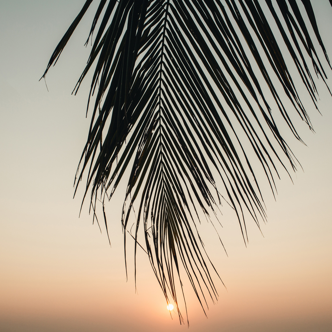 Palm Leaves and Sunset 