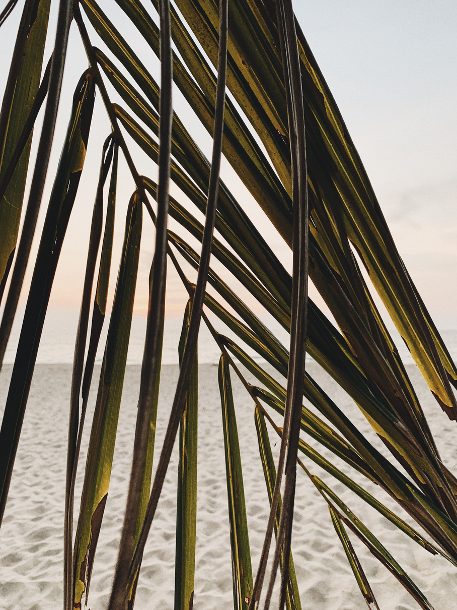 Palm Leaves at the Beach Background